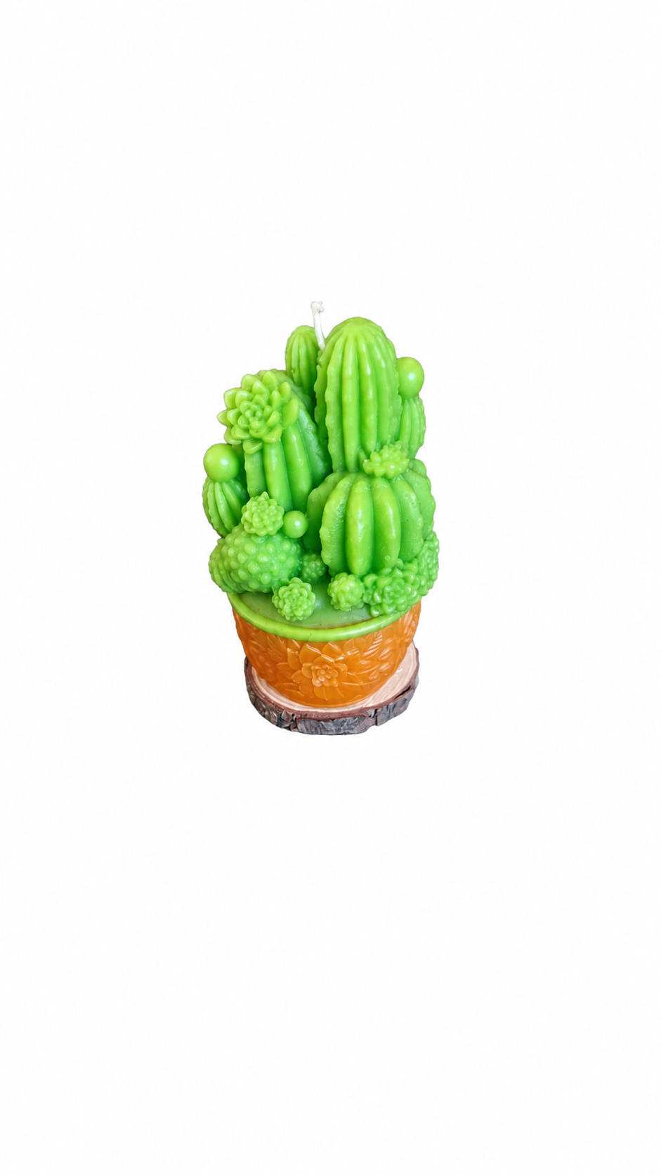 Vela Cactus