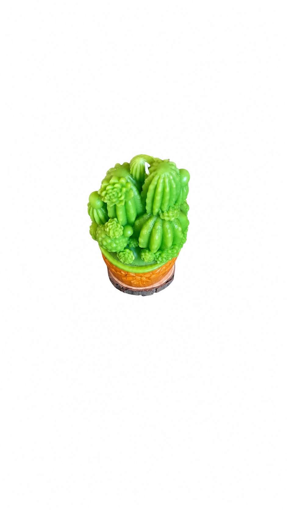 Vela Cactus